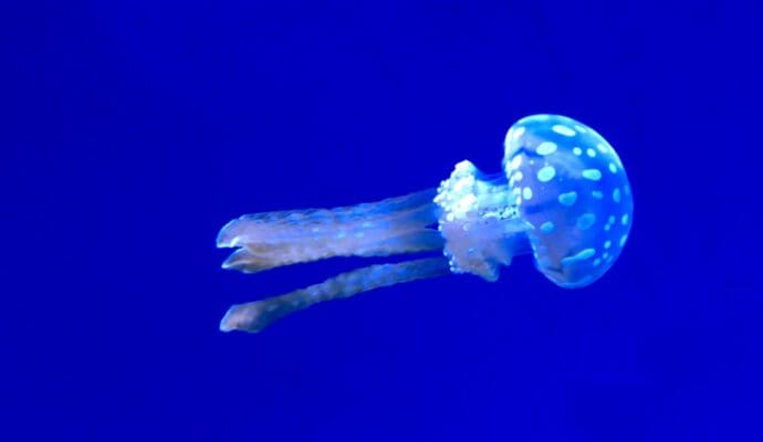 best things to do in Ontario Canada - Ripley's Aquarium - jellyfish