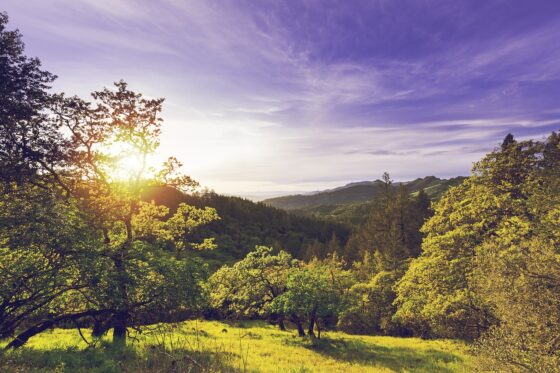Best West Coast Destinations To Spend Your Anniversary - napa valley