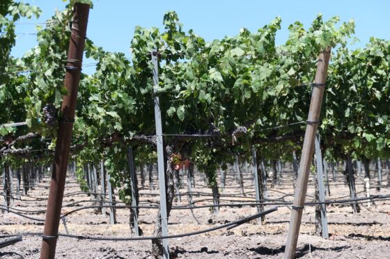Best West Coast Destinations To Spend Your Anniversary - paso robles california