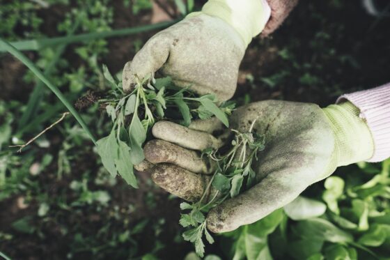 Fun Things To Do While Enjoying the Outdoors - gardening