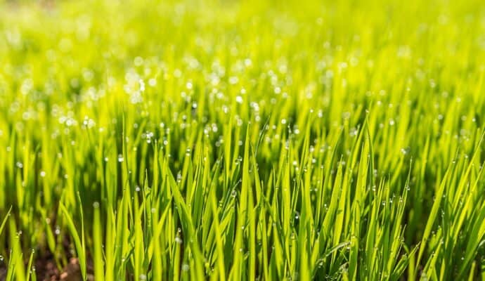 Identify the Type of Grass on Your Lawn - close up