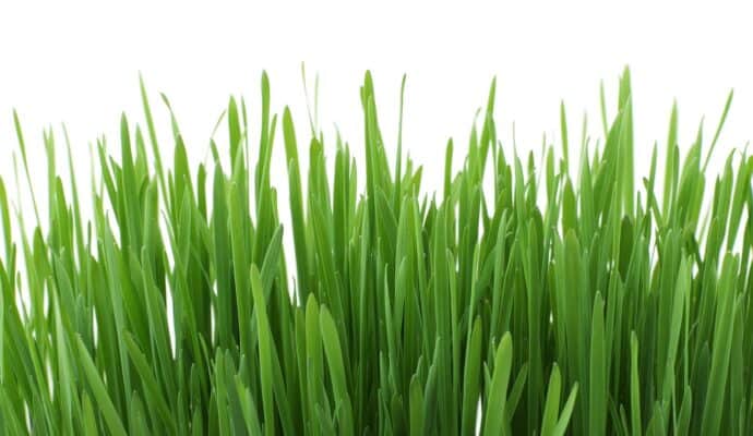 Identify the Type of Grass on Your Lawn - flat blade