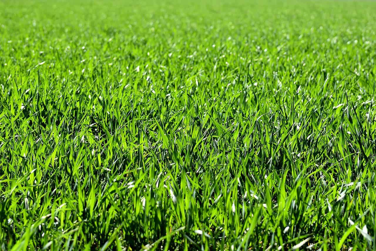 Identify the Type of Grass on Your Lawn