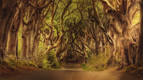 coolcationing - tree arch in ireland