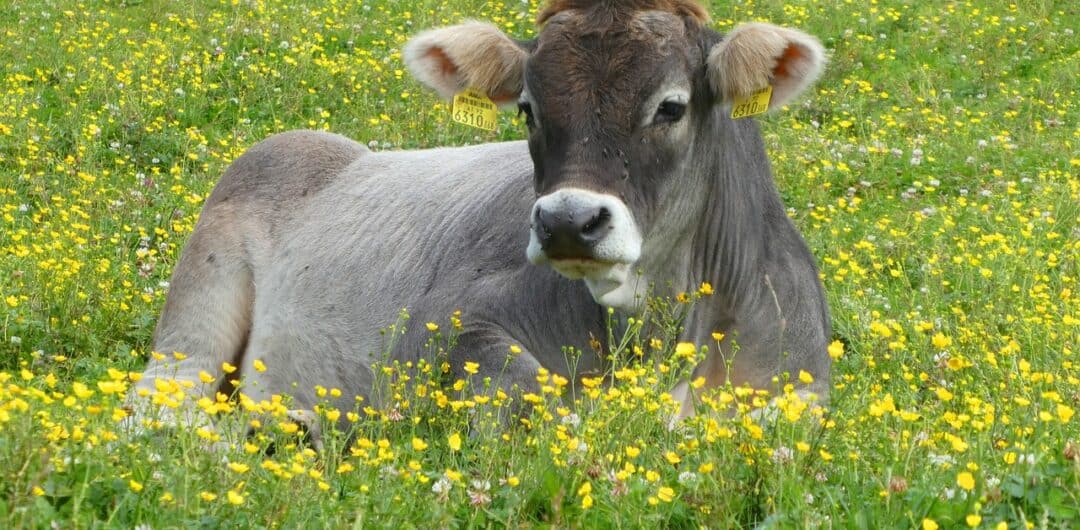 cow cuddling in the US - cow in flower field