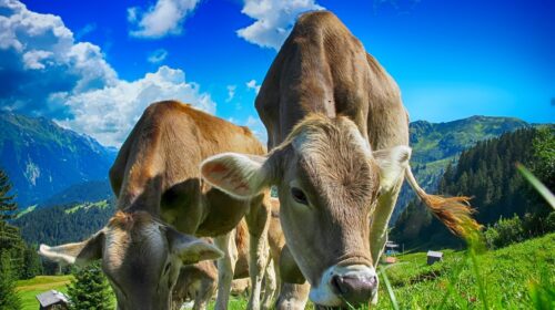 cow cuddling in the US - tan cows with blue sky behind