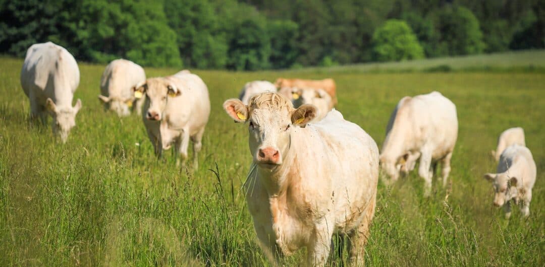 cow cuddling in the US - white cows in field