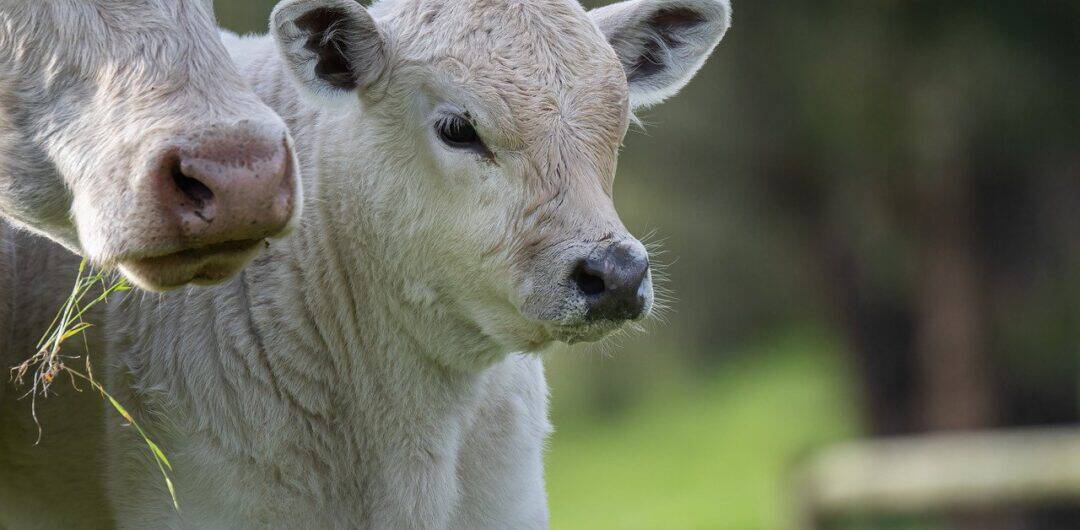 cow cuddling in the US - young white calf with mother