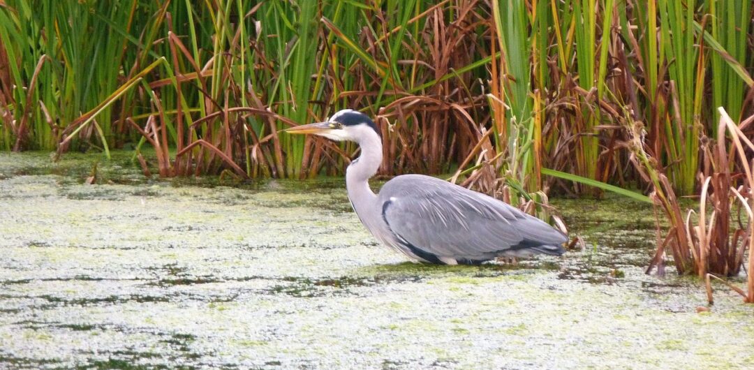 best free Central Florida attractions- wetlands and state parks