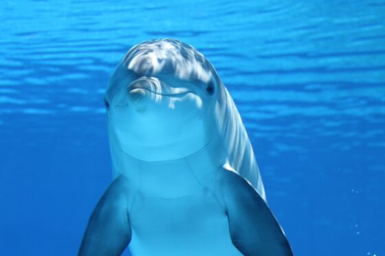 things to do in orlando that aren't theme parks - discovery cove