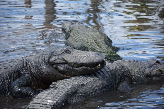 things to do in orlando that aren't theme parks - gatorland