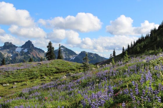 11 Best Scenic Road Trip Destinations Across the USA - mount ranier national park