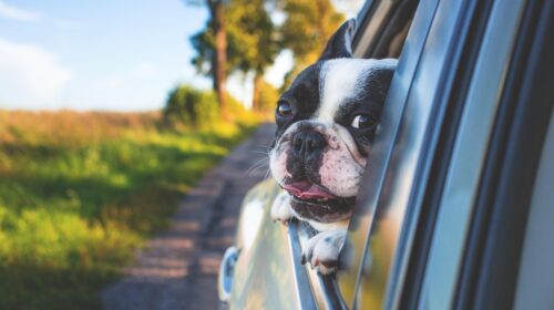 How To Avoid Holiday On The Road Disappointment 5 Pet-Friendly Road Trip Destinations- dog in car window