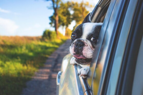 travel without limits How To Avoid Holiday On The Road Disappointment 5 Pet-Friendly Road Trip Destinations- dog in car window