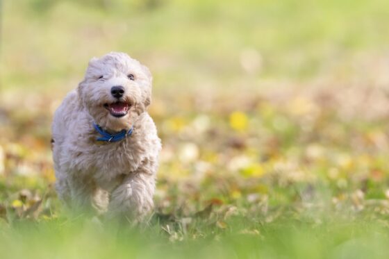 5 Pet-Friendly Road Trip Destinations- dog in meadow