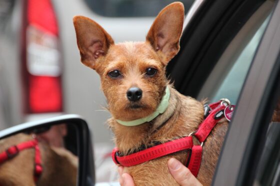5 Pet-Friendly Road Trip Destinations- small dog in harness
