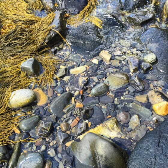 A Guide To Seaside Adventures - tidepool with seaweed
