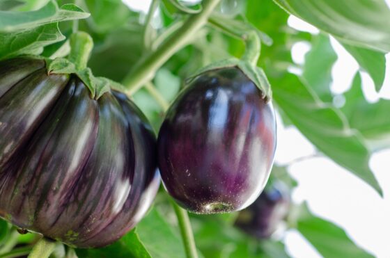 How to Find Alternative Foods That You'll Actually Enjoy - eggplant