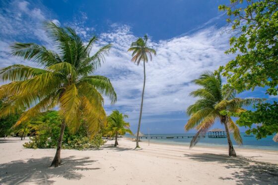 Unexpected Travel Expenses (And How to Avoid Them) - caribbean palm trees