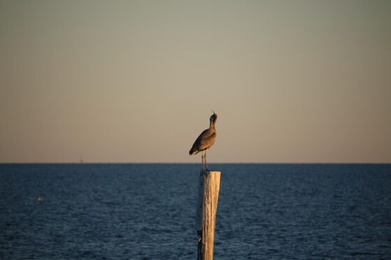 Exploring Texas- 6 Unique Ways to Experience the Lone Star State- gulf of mexico