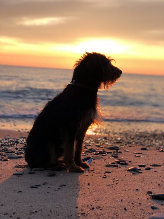Top US Lakes - lake superior dog at sunset