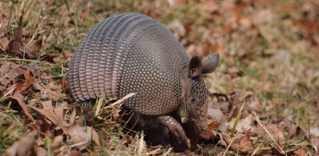 The 10 Best Fall Road Trips in the US - Natchez Trace Parkway Armadillo