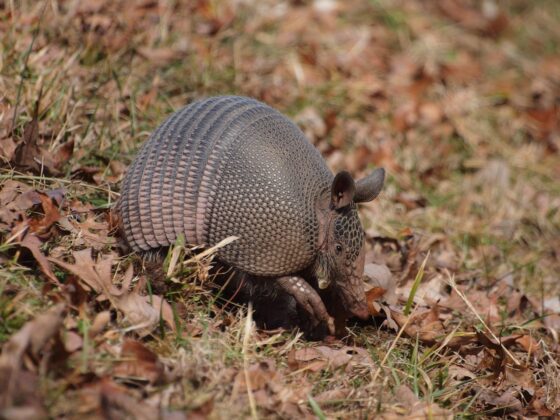 The 10 Best Fall Road Trips in the US - Natchez Trace Parkway Armadillo