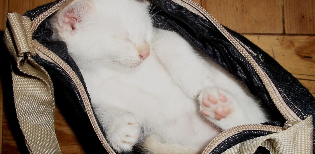 The Little Things that Can Ruin a Weekend Getaway with Your Pet 5 The Little Things that Can Ruin a Weekend Getaway with Your Pet - Kitten Sleeping in Purse