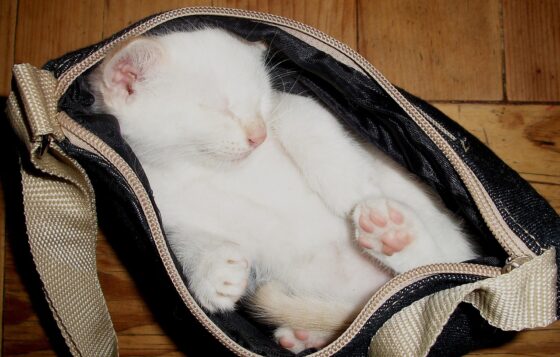 The Little Things that Can Ruin a Weekend Getaway with Your Pet - Kitten Sleeping in Purse