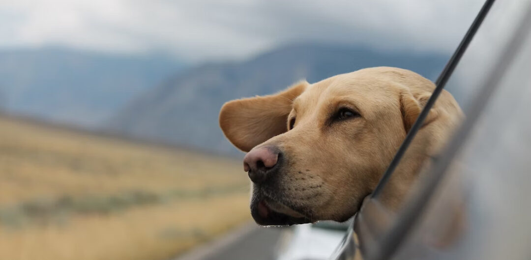 The Little Things that Can Ruin a Weekend Getaway with Your Pet 1 image 1