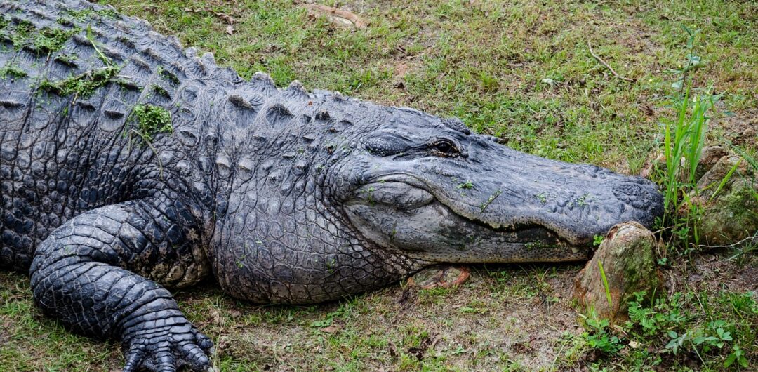 7 Alternative Attractions In Alabama - Alligator