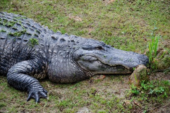 7 Alternative Attractions In Alabama - Alligator