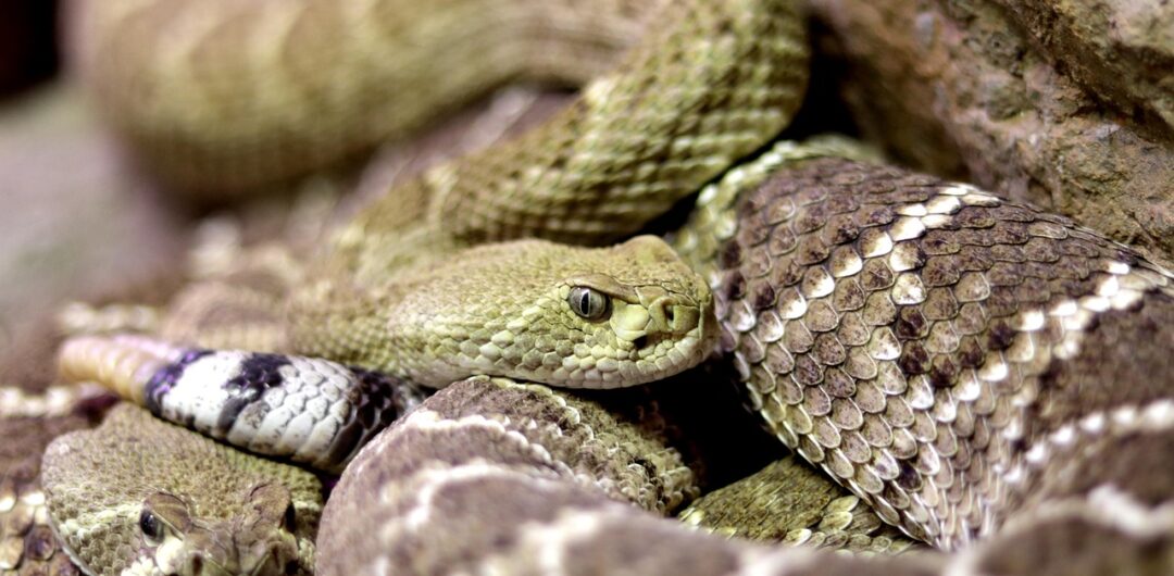 7 Alternative Attractions In Alabama - Rattle Snakes