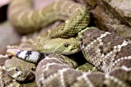 7 Alternative Attractions In Alabama - Rattle Snakes