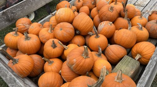 halloween in danville - pumpkins at owen farm