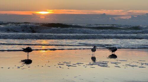 things to do in daytona beach year-round - seagulls on the shore