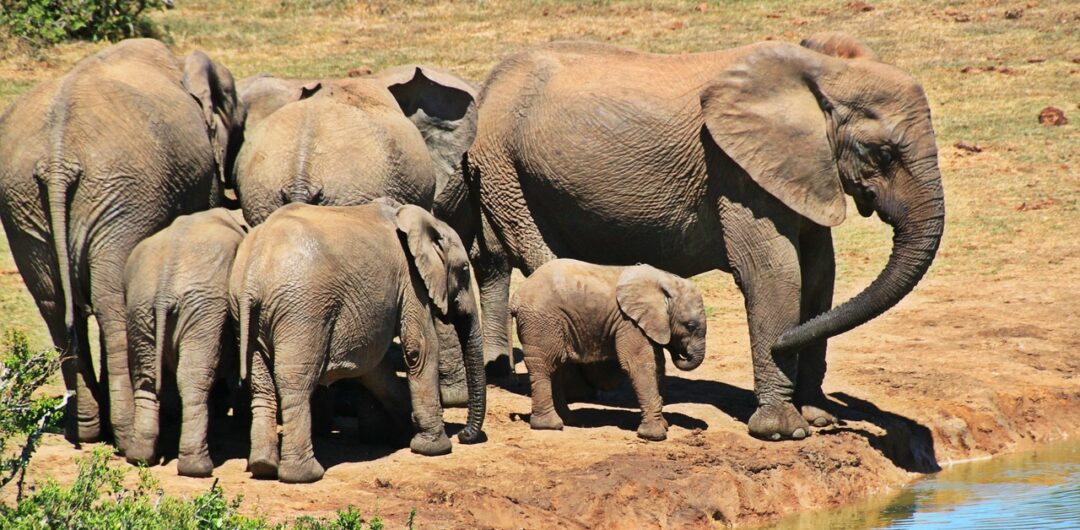 If You Love The Great Outdoors, National Parks Are A Must - Elephants in Kruger National Park