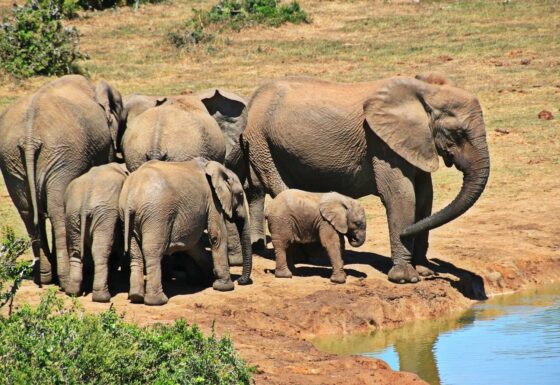 If You Love The Great Outdoors, National Parks Are A Must - Elephants in Kruger National Park