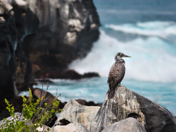 If You Love The Great Outdoors, National Parks Are A Must - Galapagos National Park