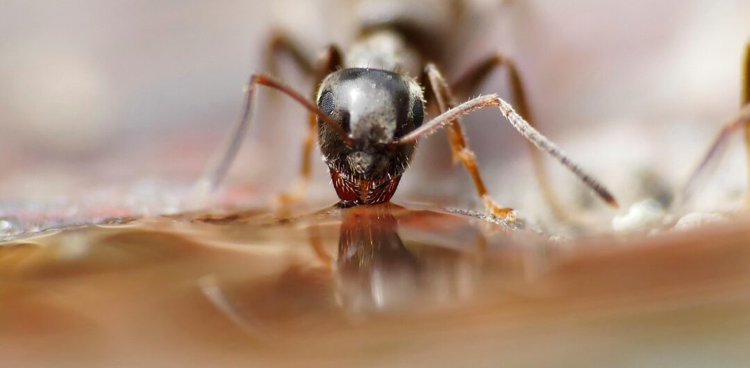 Tiny Invaders: Understanding and Managing Ants in Your Home 2 Tiny Invaders Understanding and Managing Ants in Your Home - Ant Drinking Water