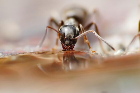 Tiny Invaders Understanding and Managing Ants in Your Home - Ant Drinking Water