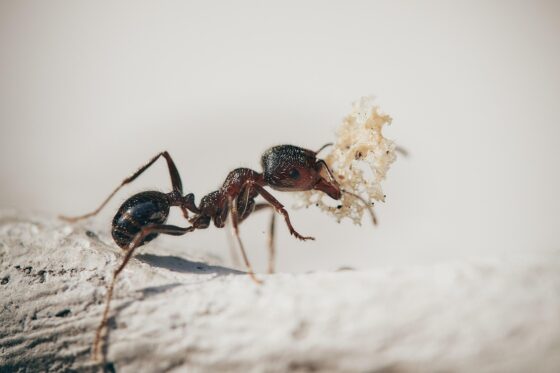 Tiny Invaders Understanding and Managing Ants in Your Home - Ant Holding a Plant