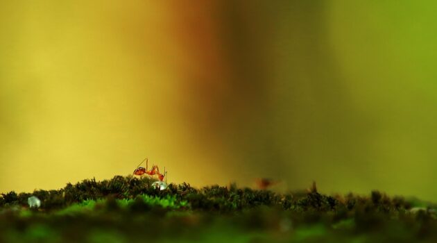 Homepage 2 Tiny Invaders Understanding and Managing Ants in Your Home - Ant on Moss