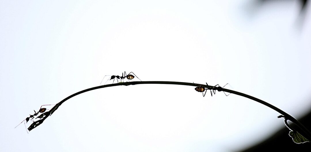 Tiny Invaders: Understanding and Managing Ants in Your Home 3 Tiny Invaders Understanding and Managing Ants in Your Home - Ants Following