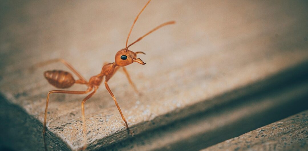 Tiny Invaders: Understanding and Managing Ants in Your Home 4 Tiny Invaders Understanding and Managing Ants in Your Home - Close Up on Ant