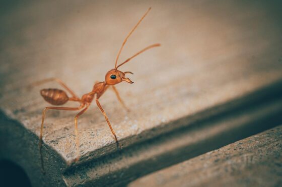Tiny Invaders Understanding and Managing Ants in Your Home - Close Up on Ant