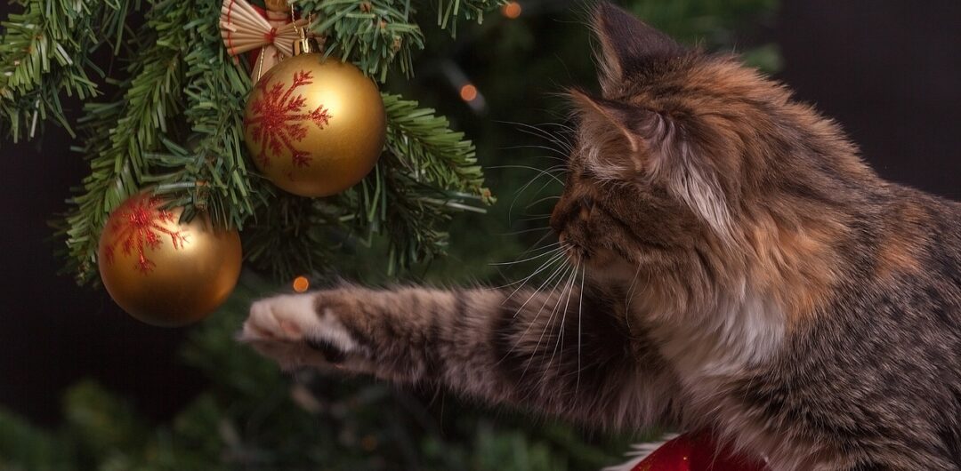 Why Less Stuff and More Time Together Matters This Christmas - Cat with Christmas Tree
