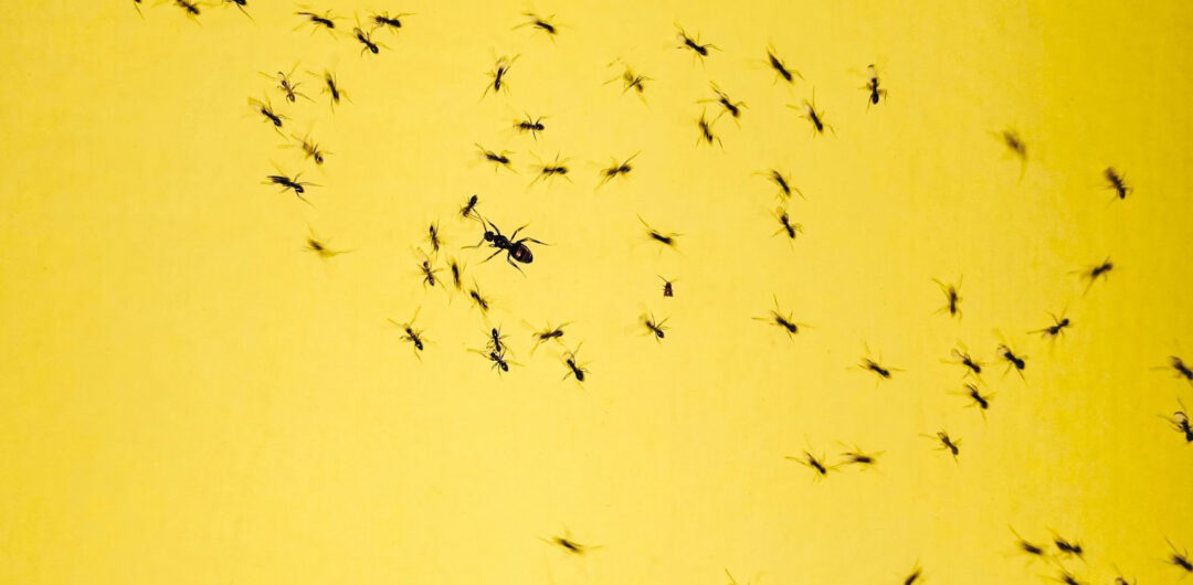 Tiny Invaders: Understanding and Managing Ants in Your Home 1 image