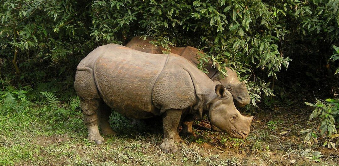 4 Must-Do Adventures During Your Time in Nepal 4 4 Must-Do Adventures During Your Time in Nepal - Rhinos at Chitwan National Park