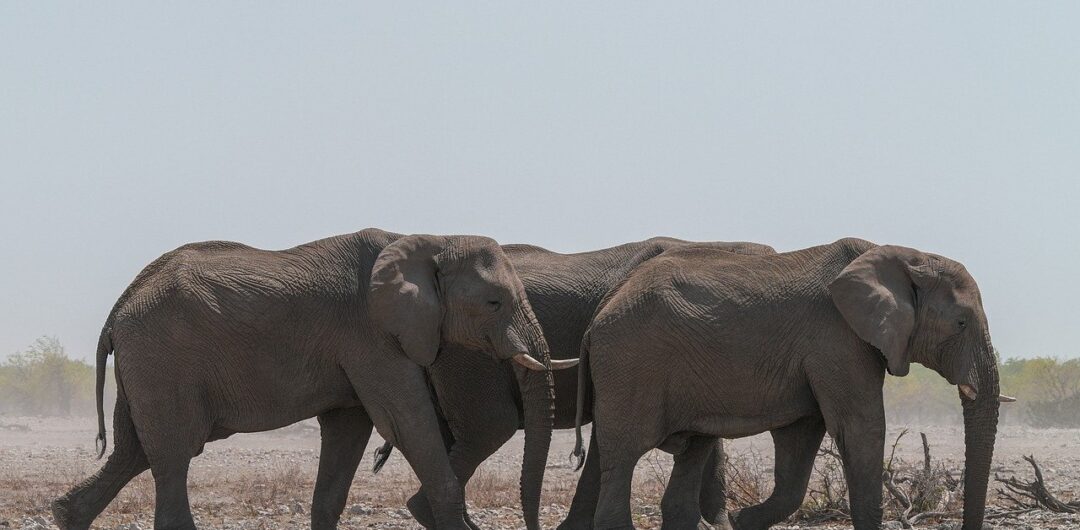 5 Travel Locations to Add to Your Bucket List 4 5 Travel Locations to Add to Your Bucket List - Elephants